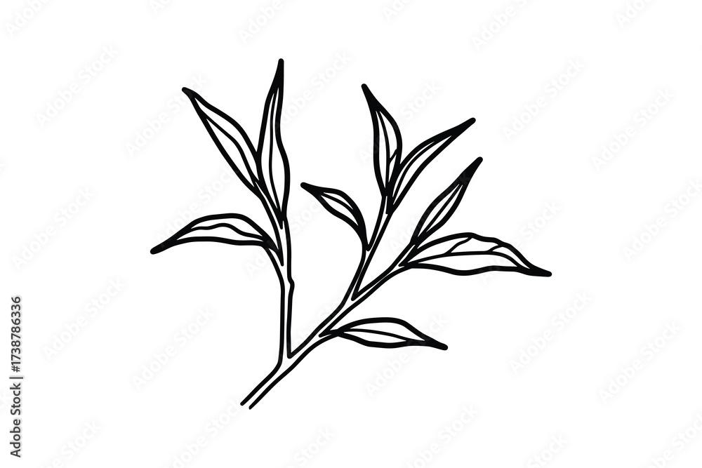 Obraz premium Tea Leaves Branch Outline