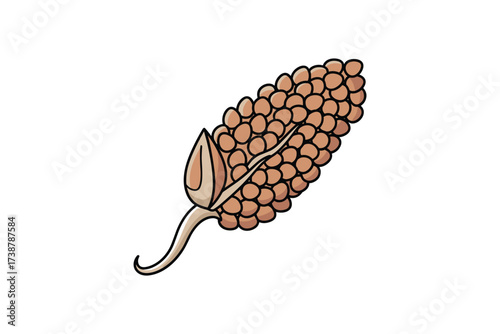 Sorghum ear with grains color illustration