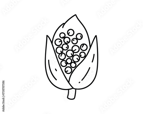 Sorghum ear with grains black and white outline