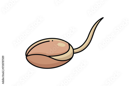 Sprouting Peanut Seed