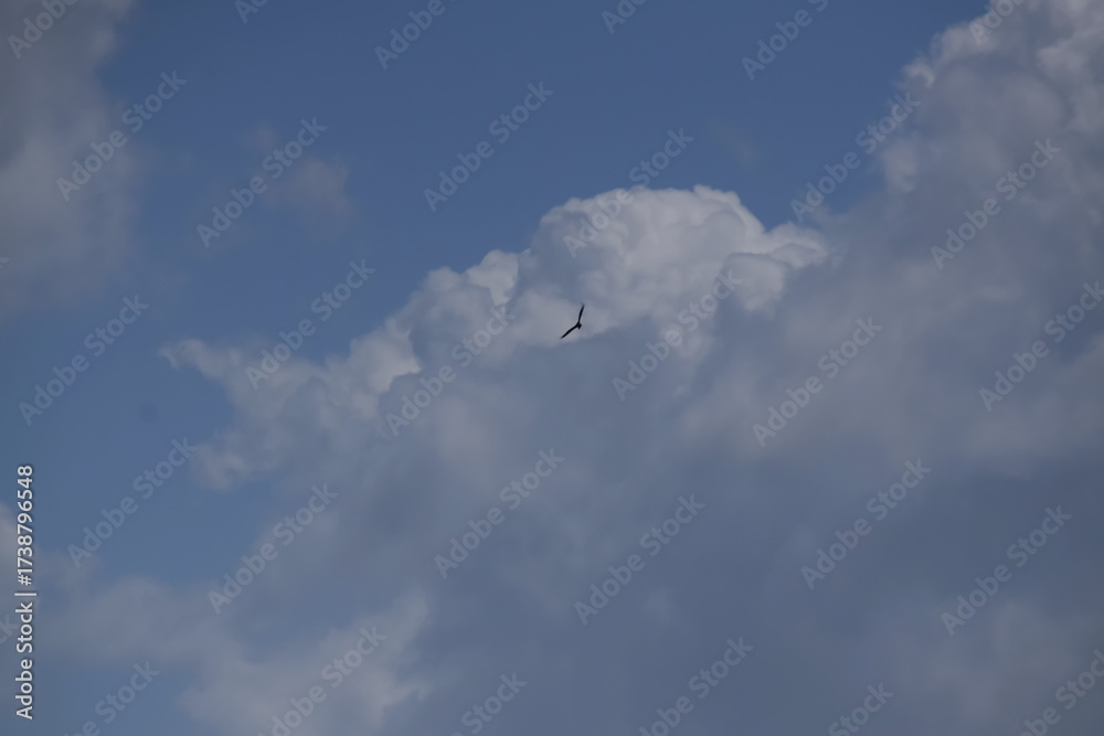 Fototapeta premium clouds in the sky