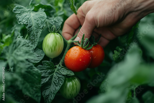 Hand picking tomatoes from lush vegetable garden. Organic farming sustainable healthy lifestyle. 