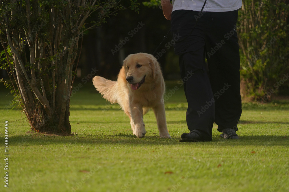 Fototapeta premium golden retriever running on grass