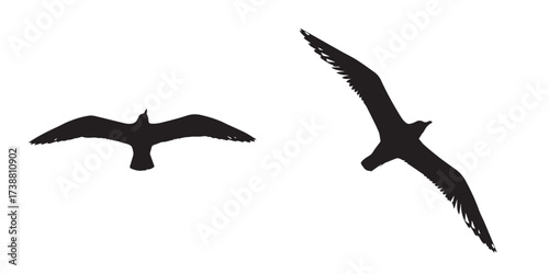 Two Black Bird Silhouettes Flying on a White Background