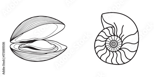 Marine Bivalve and Nautilus Shells Line Art Illustration