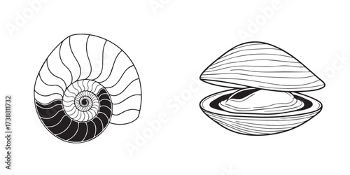 Black and White Line Art Illustration of a Nautilus Shell Cross-Section and an Open Bivalve Shell