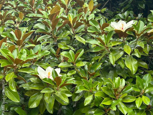 close up of green leaves and flowers