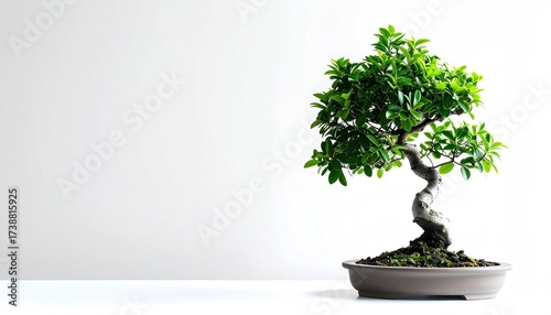 Serene bonsai tree offers tranquility and Zen vibes for a mindful lifestyle, perfect for a calm and peaceful home or office decor project