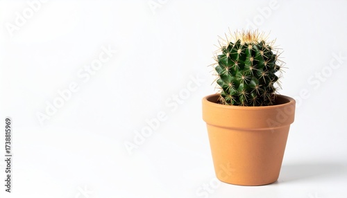 Minimalist aesthetic with a vibrant green cactus in terracotta pot against a crisp white backdrop, perfect for adding a touch of nature to any space