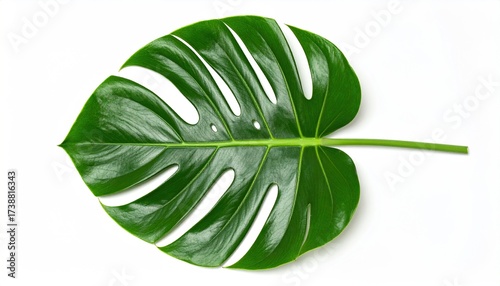 Vibrant monstera leaf close-up showcasing lush green tones, perfect for botanical designs, tropical themes, or adding a touch of nature to any creative project