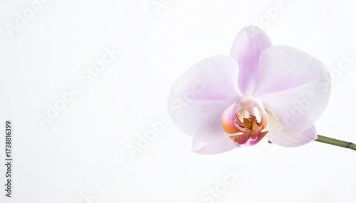 Elegant orchid blossom with soft lavender hues against a clean white backdrop, perfect for conveying serenity, beauty, and delicate grace in design projects