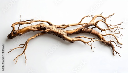Elegant natural driftwood branch with intricate details against clean white background, perfect for design and decor projects
