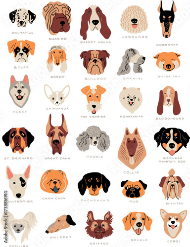 Illustrated dog breeds with their names