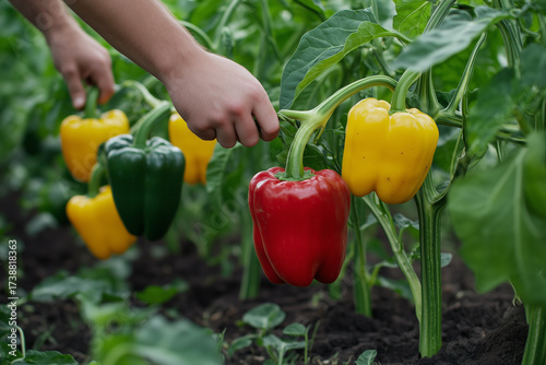 Hand picking bell pepper from lush vegetable garden. Organic farming sustainable healthy lifestyle. 