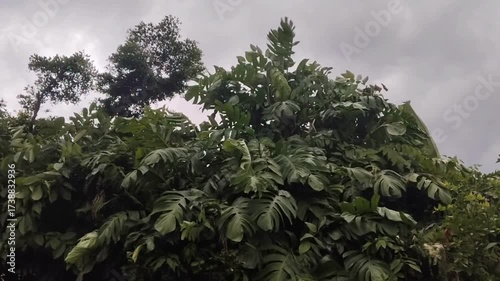 Heavy storm winds are shaking the tree to signal is the hard rain will be falling.