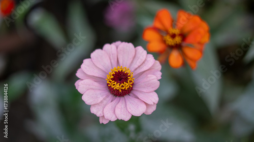 Close-Up Pink Flower with Blurred Orange Bloom in Background