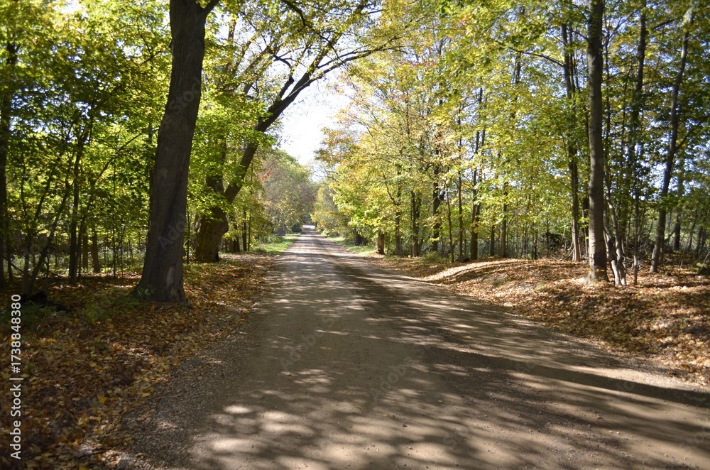 Obraz premium Unimproved lonely rural country roadway lined by large trees and dappled sunlight,