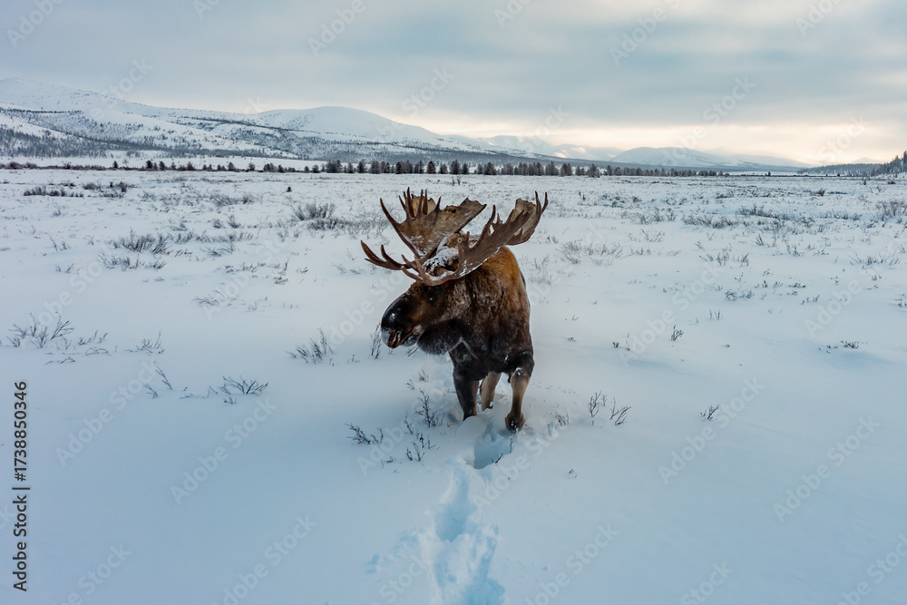 Naklejka premium MOOSE