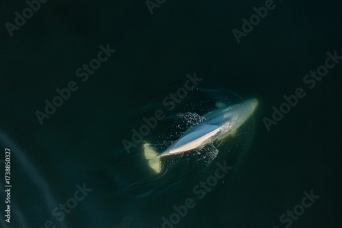Fotografie BELUGA WHALE