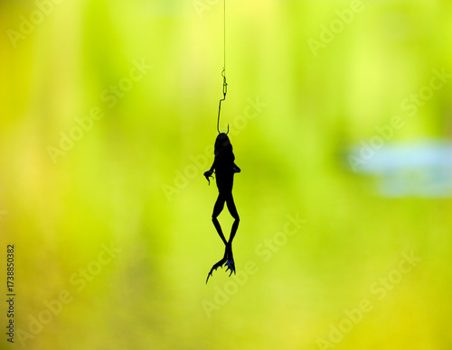 Frog on a fishing hook