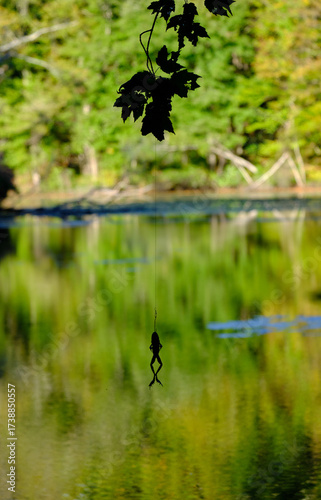 Snagged fishing line with frog lure