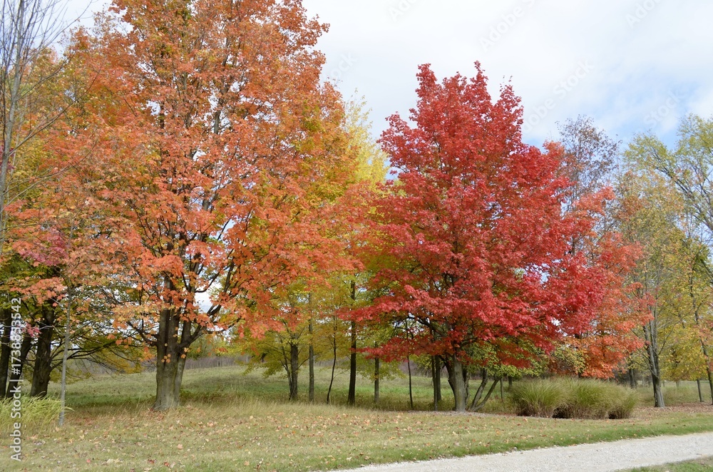 Naklejka premium Beautiful and pretty leaves changing with the fall season