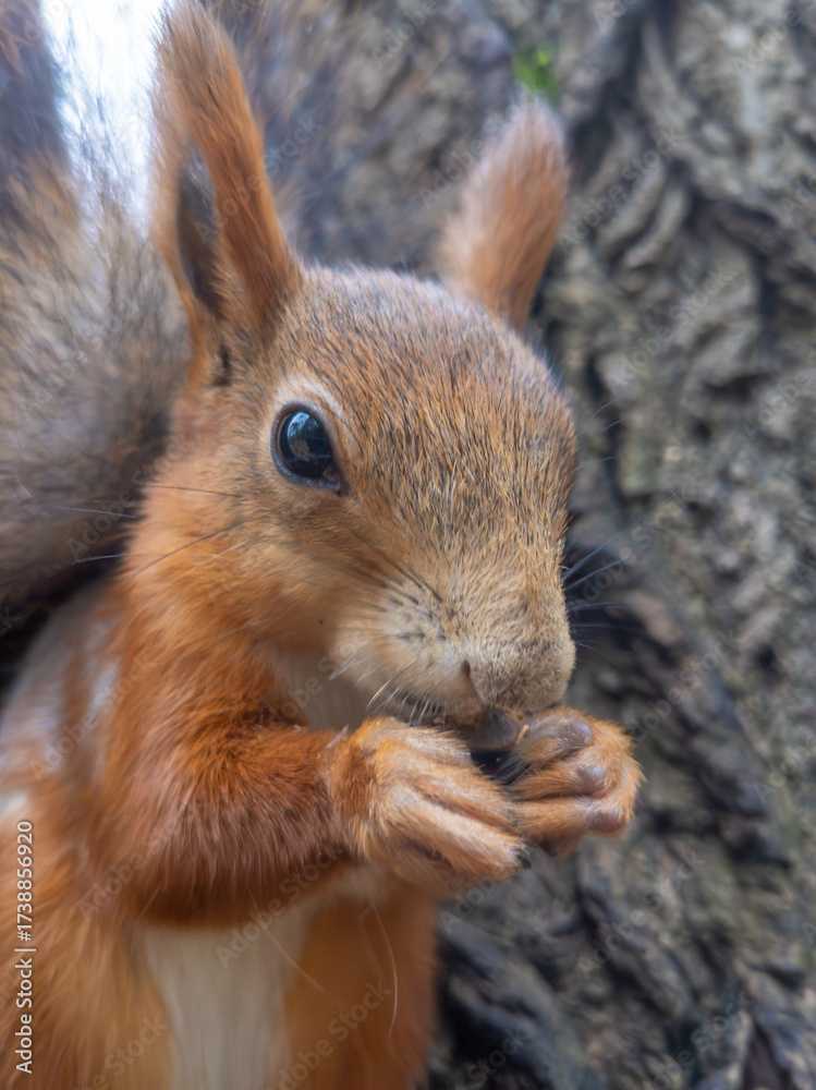 Fototapeta premium Red squirrel