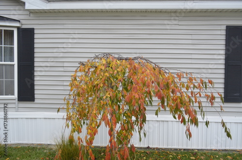 This is a Weeping Cherry trees displaying its vibrant fall colors foliage and leaves.