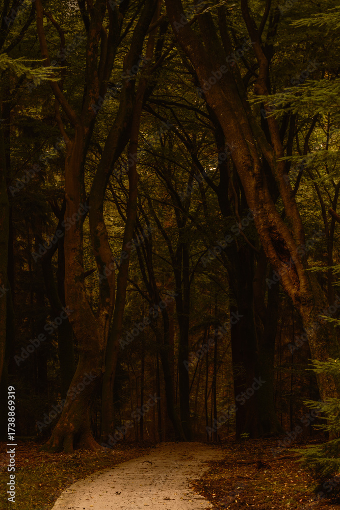 Fototapeta premium Venture into the serene beauty of Speulderbos, where towering trees create a magical canopy. The peaceful path invites walkers to experience the vibrant autumn colors in this tranquil forest.