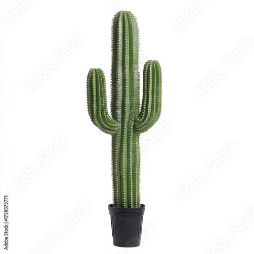 Tall Green Cactus in Black Pot with Vertical Spines and Texture