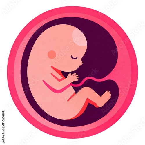 embryo in womb