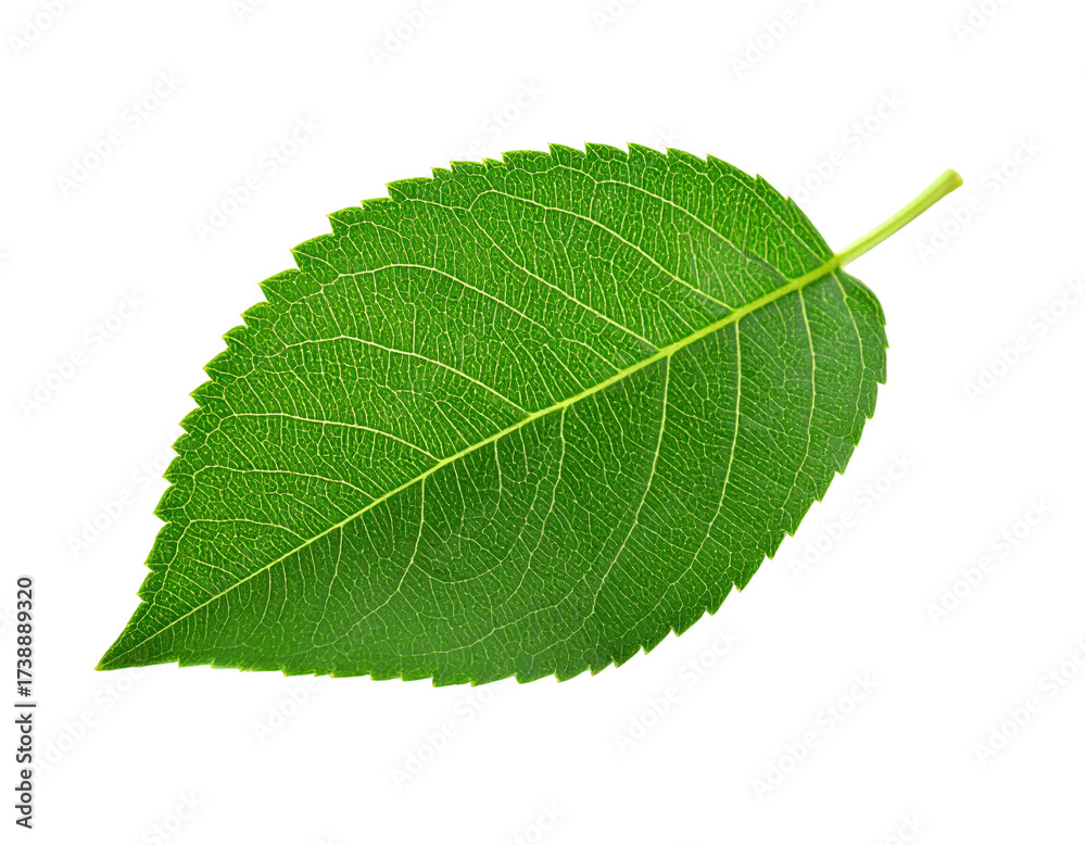 Obraz premium A single fresh green leaf with detailed veins and a serrated edge.