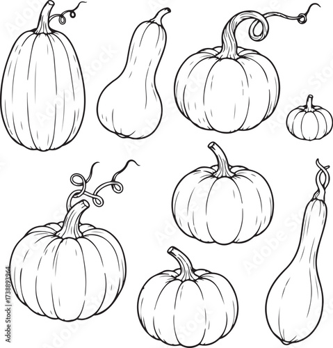 Variety of Pumpkins and Squash: An assortment of pumpkins and squash varieties. showcasing a rich selection of shapes, sizes, and forms for the upcoming fall season.