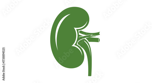 Stylized human kidney illustration in olive green offering visual clarity and health awareness