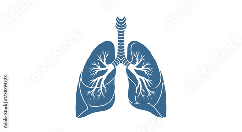 Detailed anatomical illustration of human lungs against a clean white backdrop