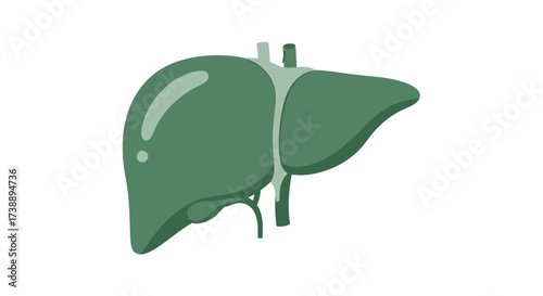 Stylized liver illustration showcasing human anatomy for educational or medical purposes