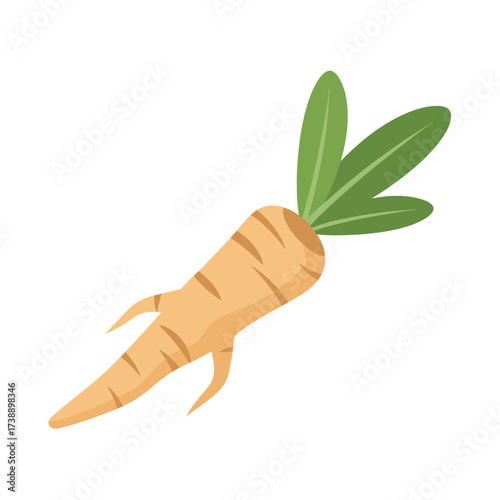 Stylized parsnip illustration displaying fresh produce and natural food source