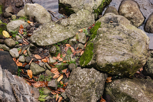 moss on rock and dry leaves