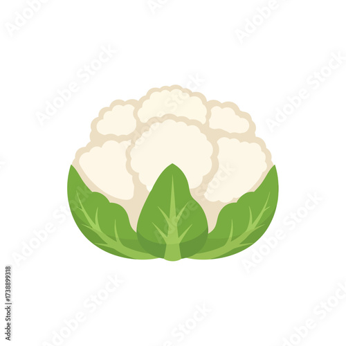 Simple vector illustration of a cauliflower head with green leaves isolated