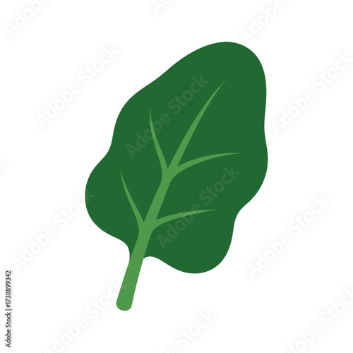 Isolated verdant spinach leaf illustration displaying vibrant color and intricate vein details
