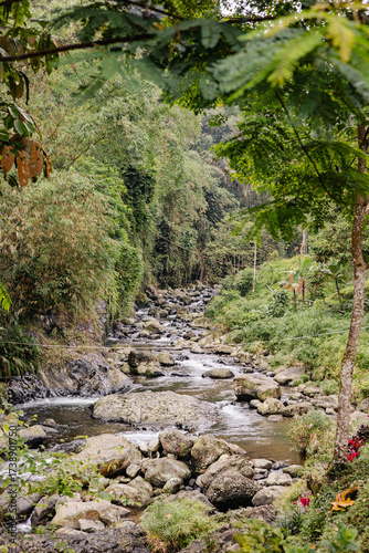 stream in the forest