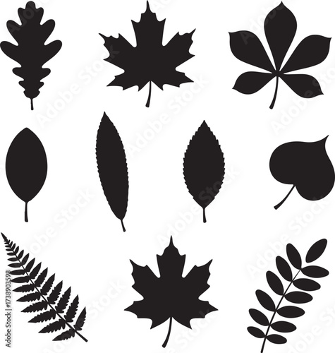 Silhouettes of Botanical Wonders: A collection of exquisite leaf silhouettes, each capturing the intricate details of nature's diverse botanical masterpieces.