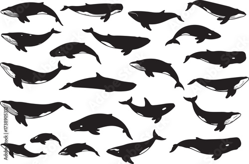 Whale Silhouette Collage: A collection of elegant whale silhouettes, perfect for design. Displaying different angles and postures, bringing an aesthetic appeal to any project. 