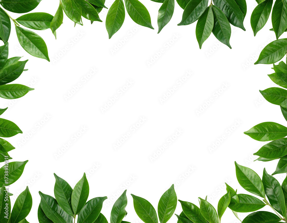 Naklejka premium Frame of fresh green leaves on a white background.