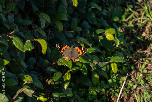 Indian Red Admiral is resting on a leaf in park of Fukuoka prefecture, JAPAN.