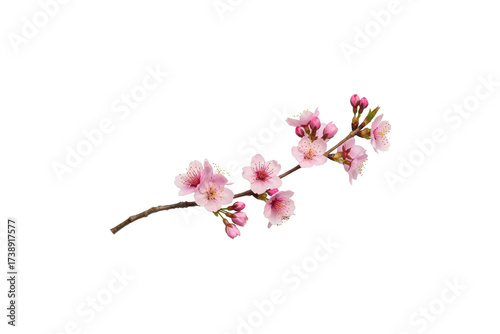 Delicate pink cherry blossom branch isolated on transparent background