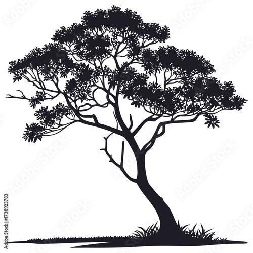 mangifera indica tree on white background 