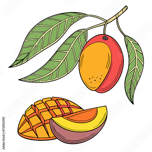 mangifera indica on white background 