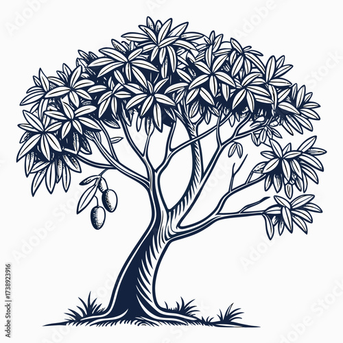 mangifera indica tree on white background 