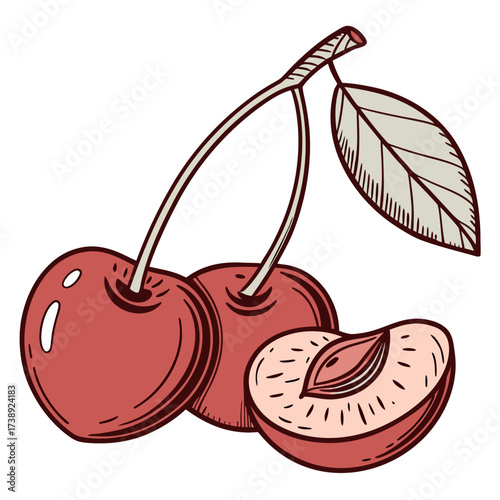 manchurian cherry on white background 